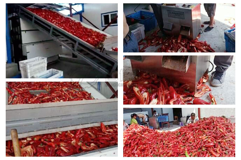 辣椒烘干生產線新疆伊寧客戶現場